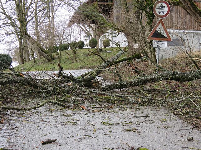 Alte und brüchige Bäume werden von Sturm Sabine umgeworfen oder Äste werden abgerissen. Dies sind aber Einzelwürfe, wie hier auf dem ...