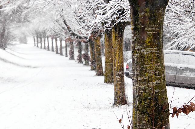 Bild 29: Das kommt so bald nicht wieder: Neue Bilder aus dem Winterwunderland rund um Überlingen und Salem