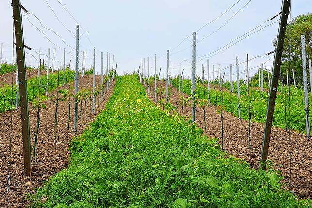 Der Grünstreifen aus Senf, Ölrettich und Buchweizen zwischen den Reben sorgt für ein gutes Bodenklima und lockt gleichzeitig Insekten an.