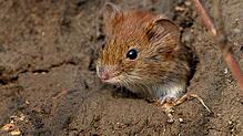 Mäuse sind kleine Säugetiere. Es gibt aber noch viel kleinere, als die hier beheimateten Arten.