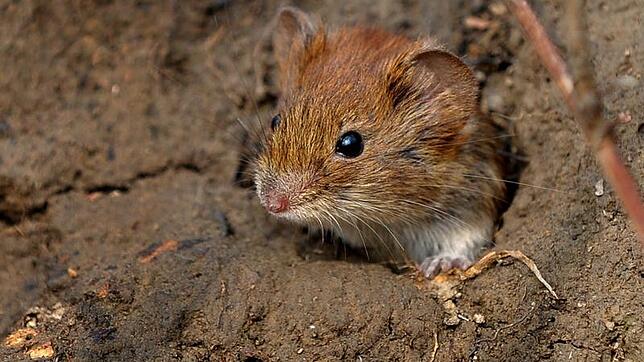 Mäuse sind kleine Säugetiere. Es gibt aber noch viel kleinere, als die hier beheimateten Arten.