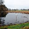 In Böhringen ist der Biber besonders aktiv und setzte zwischen Tennisheim und dem Singener Kreisel ein Maisfeld unter Wasser, so dass ...