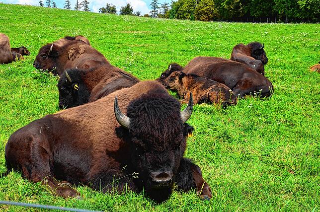 Die Bisons markieren den Start der Route.