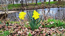 Eine einsame Narzisse blüht an der Brigach gegenüber des Schlossparks in Donaueschingen. Viele andere Blumen haben es bei den kalten ...