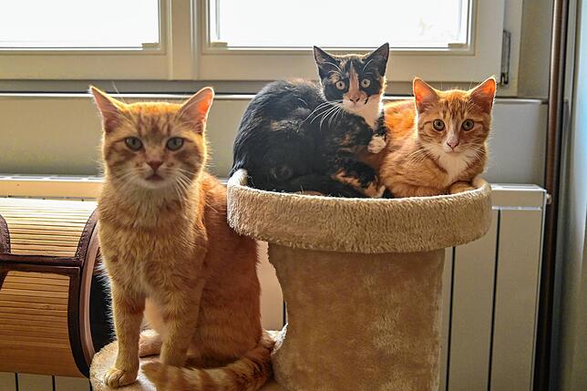 Miau: Diese Samtpfoten suchen ein liebevolles Zuhause. Dabei kann der rote Kater (links) mit Freigang alleine gehalten werden. Die ...