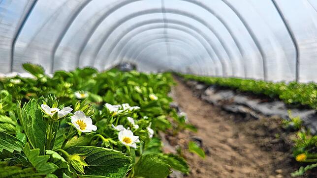In den Folientunneln gedeihen die Erdbeeren prächtig, die Pflanzen bringen viele Blüten hervor, wie hier in einer Anlage in Friedrichshafen.