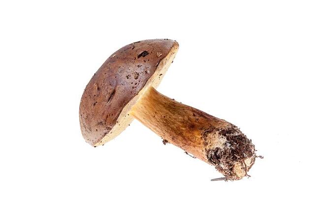 Der Maronenröhrling, wie der Steinpilz ein hervorragender Speisepilz, wird auch Marone genannt, weil der halbkugelige bis gewölbte, ...