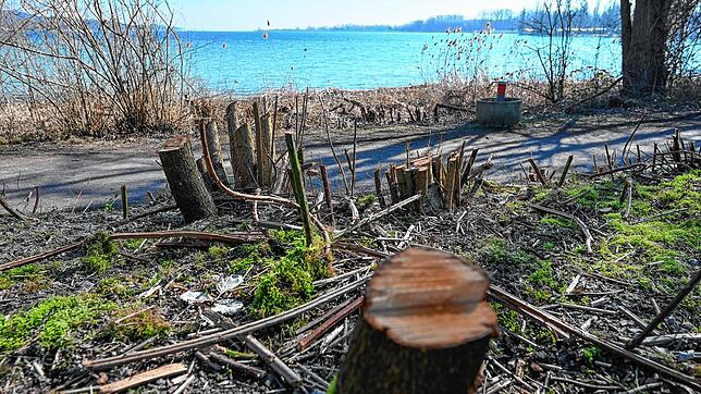 Freie Sicht auf den blauen See im Markelfinger Winkel: Der Schlag der Schneise im Schutzgebiet war nicht mit dem Landratsamt abgesprochen.