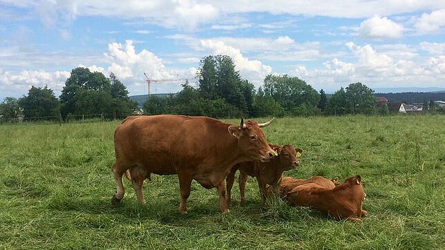 Diese Idylle gab&lsquo;s nicht nur vor rund 50 Jahren, sie ist auch heute noch Gegenwart. Aber Weidebetrieb oder Stallhaltung &ndash; ...