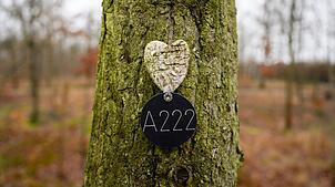 Letzte Ruhestätte unter einem Baum. (Archivbild)