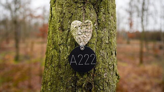 Letzte Ruhestätte unter einem Baum. (Archivbild)