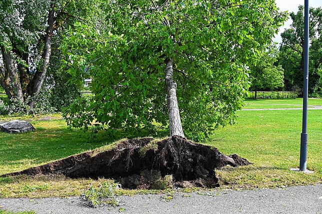 Schäden im Schlösslepark
