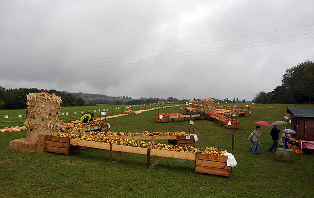 Ein reichhaltiges Sortiment an Kürbissen findet der Besucher auf einer Wiese gegenüber dem Bauernmarkt in Frohnschwand.