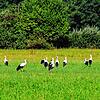Die Böhringer Storchenpopulation ist groß, eine Attraktion für Jung und Alt. Inzwischen haben sie sich auf den Weg in Richtung Süden ...