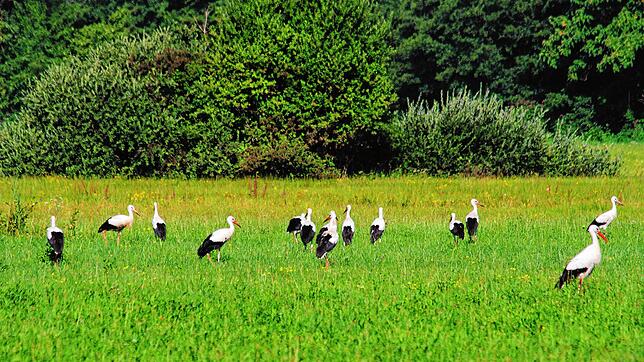 Die Böhringer Storchenpopulation ist groß, eine Attraktion für Jung und Alt. Inzwischen haben sie sich auf den Weg in Richtung Süden ...