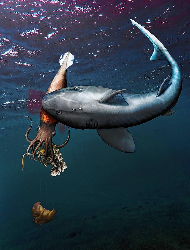 Schlauere Haie wie dieser Hybodus haben nur die Weichteile der Belemniten gefressen und die Rostren fallen gelassen.