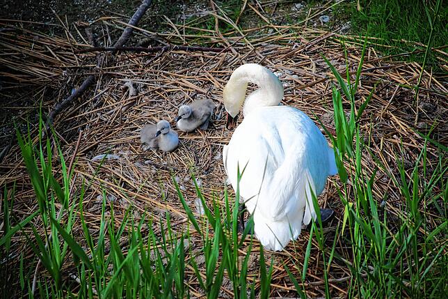 Die Schwanen-Mama passt auf ihre beiden Küken auf.