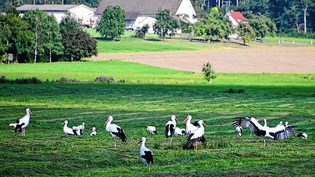 Mindersdorf gehört zu den Orten, in denen sich im August Störche für den Flug in den Süden sammeln. Da können es schon mal hundert oder ...