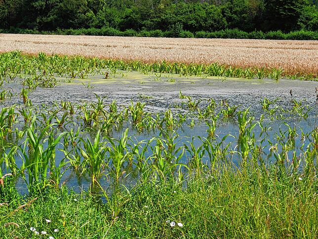 Dieser Mais steht noch zentimeterhoch im Wasser. Er wird nicht mehr zu retten sein.