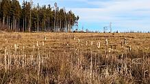 Auf 5,6 Hektar soll in Mönchweiler auf einer gerodeten Fläche hinter dem früheren Zeyko-Areal ein Kleingewerbepark entstehen. Bild: ...