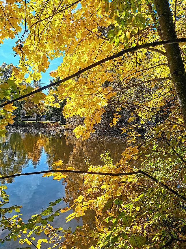 Herbst am Villinger Eisweiher