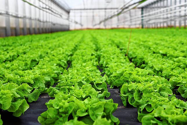 Dieser Salat wächst ohne tierischen oder chemischen Dünger.