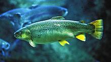 Ein Lachs, in diesem Fall ein salmo salar, schwimmt in einem Becken. Im Rhein soll der Fisch wieder heimisch werden