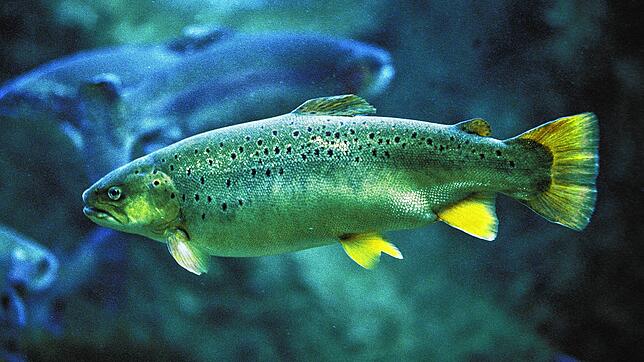 Ein Lachs, in diesem Fall ein salmo salar, schwimmt in einem Becken. Im Rhein soll der Fisch wieder heimisch werden