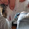 Bis zu sieben Zecken schleppt der einjährige Kater Fiete pro Woche an. Meist sind sie an Stellen, an die er selbst nicht kommt, wie hier ...