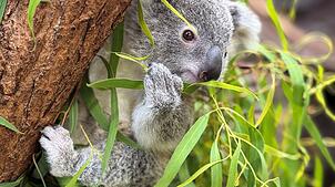 Das Koala-Jungtier wurde nur 14 Monate alt.