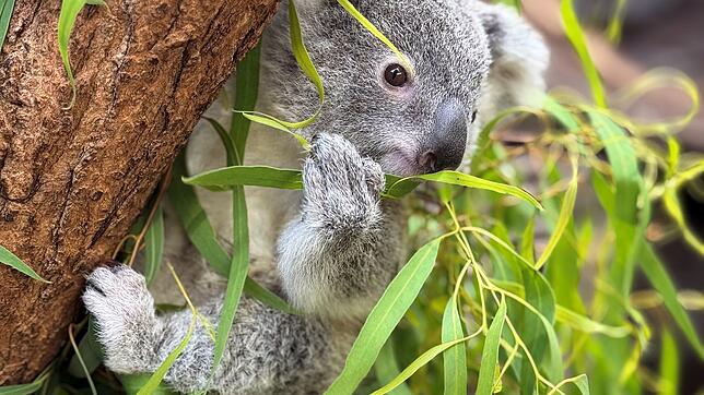 Das Koala-Jungtier wurde nur 14 Monate alt.