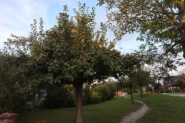 Zwischen Wohngebiet und Industriegebiet in Dingelsdorf hat die Ortsverwaltung einige Obstbäume gepflanzt.