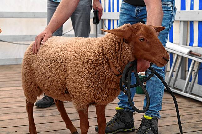 Bild 11: Bilder vom Waldfest Unterschiltach