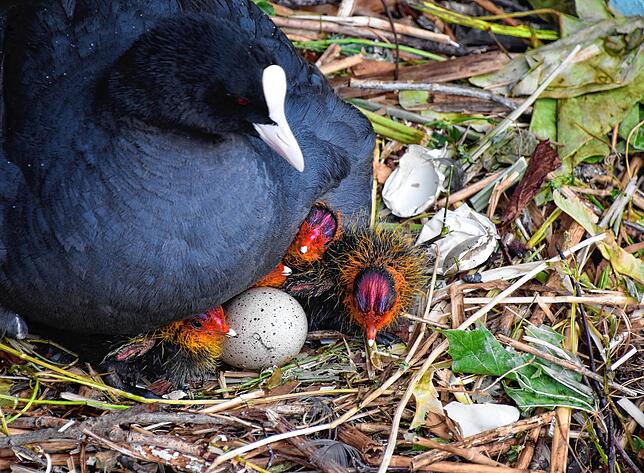 Bild 6: Hallo Welt! Immer mehr Küken bei Familie Blässhuhn auf dem Minifloß im Bodmaner Hafen schlüpfen