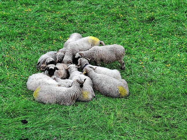 Auch sie wurden aus Blatten evakuiert: Schafe, die hier gerade im Nachbarort Wiler weiden.