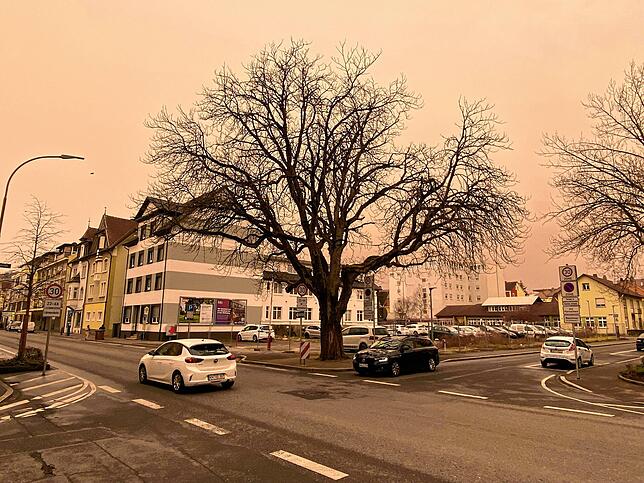 Diese Kastanie an der Freiheitstraße, Ecke Höristraße, in Singen muss erhalten werden.
