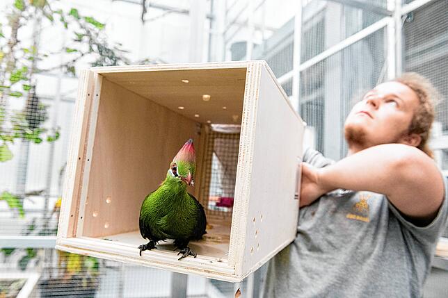Bild 9: Ein Elefantenbulle auf dem Tieflader und ein Okapi in der Box: So sieht es aus, wenn Zootiere auf Reisen gehen