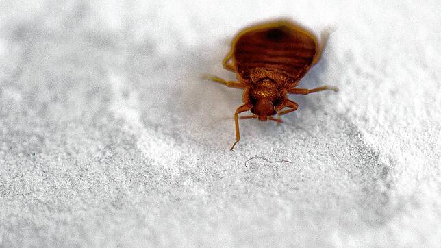 Will niemand zu Hause haben: eine Bettwanze (Cimex lectularius), aufgenommen am Biologischen Institut der Technischen Universität Dresden.