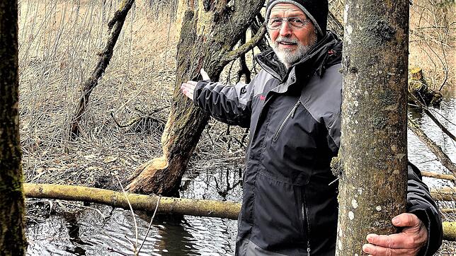 Der knorrige alte Baum zeigt zahlreiche Bissspuren, auch an Ästen in luftiger Höhe. Der Biber hat hier tatkräftig Unterstützung, ...