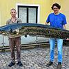 Diesen Riesenwels kann man im Fischereimuseum in Langenargen sehen. Offiziell ist es der größte Fisch, der je im Bodensee gefangen wurde.