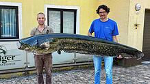 Diesen Riesenwels kann man im Fischereimuseum in Langenargen sehen. Offiziell ist es der größte Fisch, der je im Bodensee gefangen wurde.