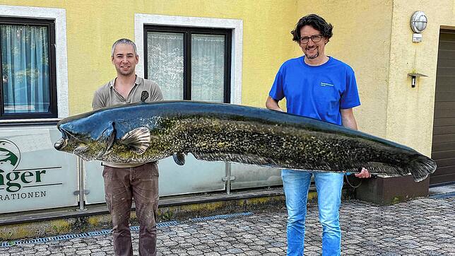 Diesen Riesenwels kann man im Fischereimuseum in Langenargen sehen. Offiziell ist es der größte Fisch, der je im Bodensee gefangen wurde.
