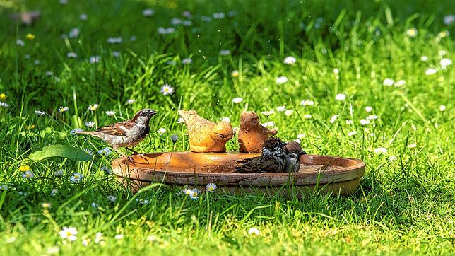 Eine Vogeltränke oder ein Nistkasten lockt die Tiere an, wie hier Spatzen, die man täglich beobachen kann.