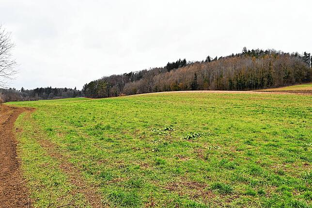 Auf dieser Fläche unweit des Hofguts Reute soll im Sommer der Solarpark Brandbühl entstehen.