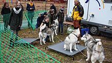 Schlittenhunde können in Todtmoos auch ohne Rennen im Husky-Camp erlebt und gestreichelt werden.