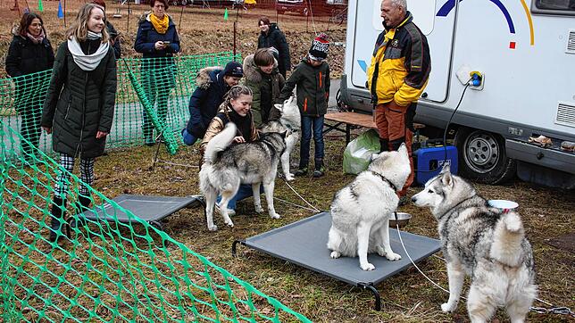 Schlittenhunde können in Todtmoos auch ohne Rennen im Husky-Camp erlebt und gestreichelt werden.