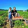Clemens Stoll und sein Sohn Matheo freuen sich über einen guten Start in die Erdbeersaison. Die roten Früchte sind schon jetzt sehr süß ...