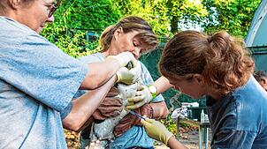 Ein Brillenpinguin im Zoo Basel wird gegen den Vogelgrippe-Virus H5N1 geimpft.