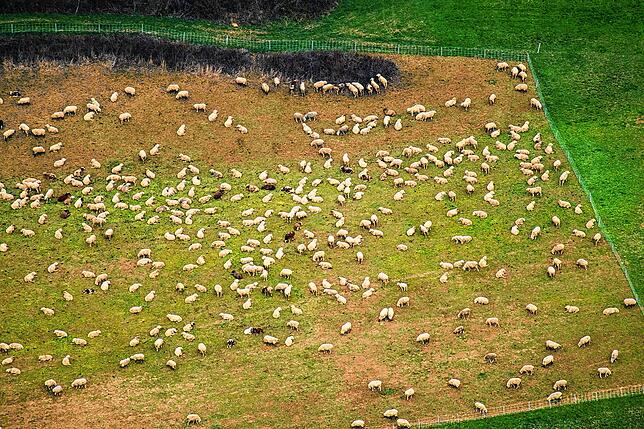 Der Laune dieser Schafe tut die Corona-Krise dagegen keinen Abbruch. Anders als wir Menschen sind die Tiere nach wie vor in Gruppen vereint.