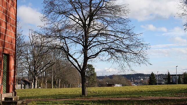 Blick auf die Wiese an der Lorettokapelle (links). Hier sollen, entlang der Straße &bdquo;An der Hammerhalde&ldquo; im rechten ...